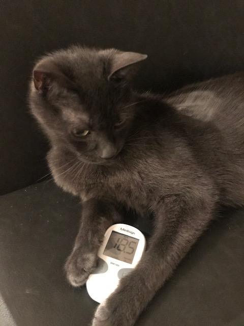 Katten met diabetes mellitus hebben een hoge bloed glucose