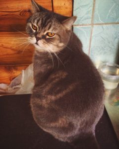 Katten met overgewicht lhebben 4x zoveel kans op suikerziekte