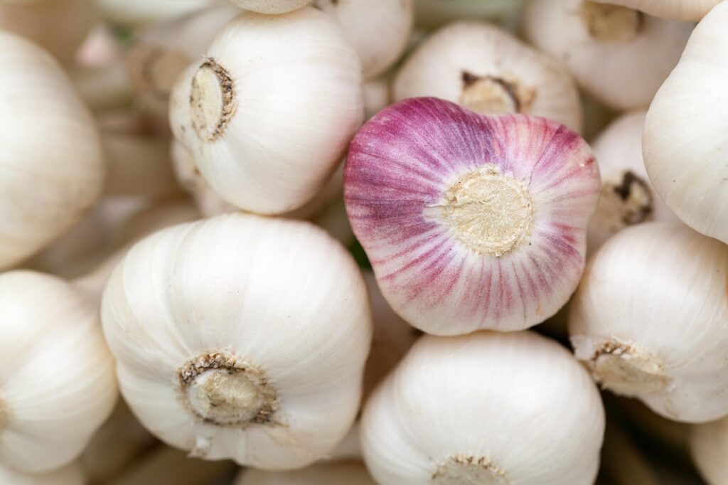 Knoflook
