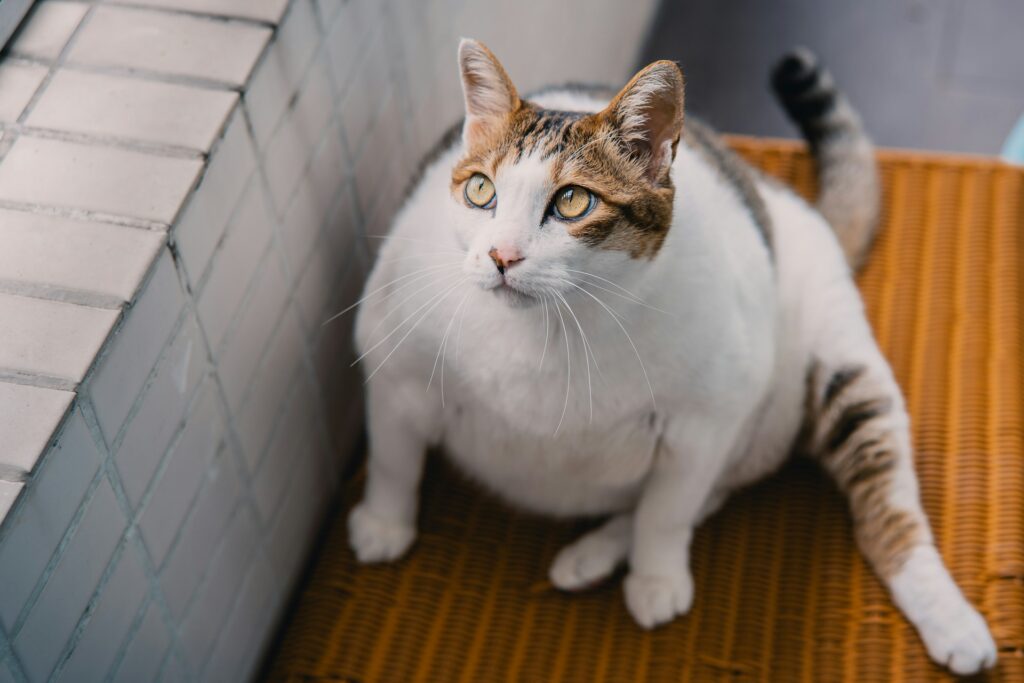 Natvoer kan ondersteunen bij gewichtsbeheersing bij katten