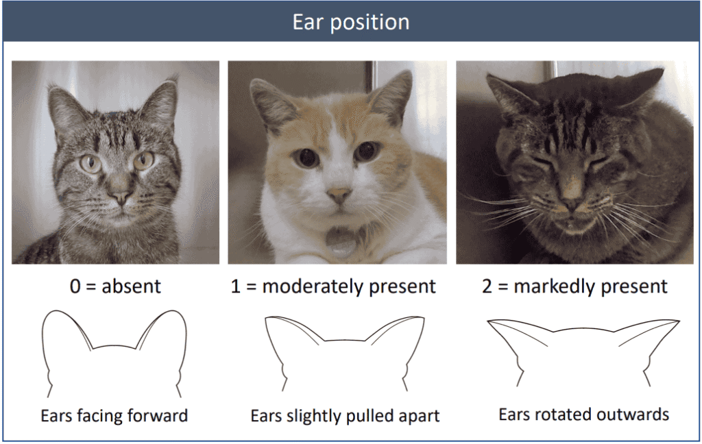 Uitleg feline grimace scale