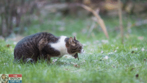 Brakende kat