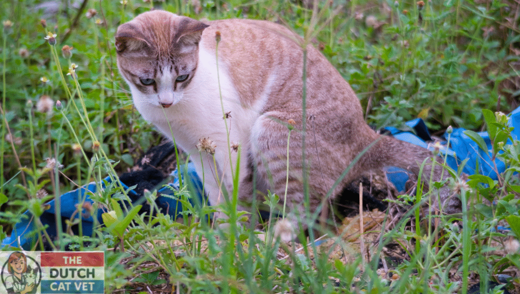 Poepende kat 
