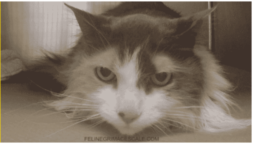 Feline Grimace Scale 16:9