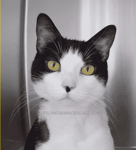 Feline grimace scale