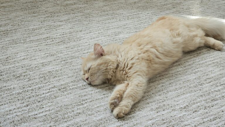 Relaxte kat 16-9