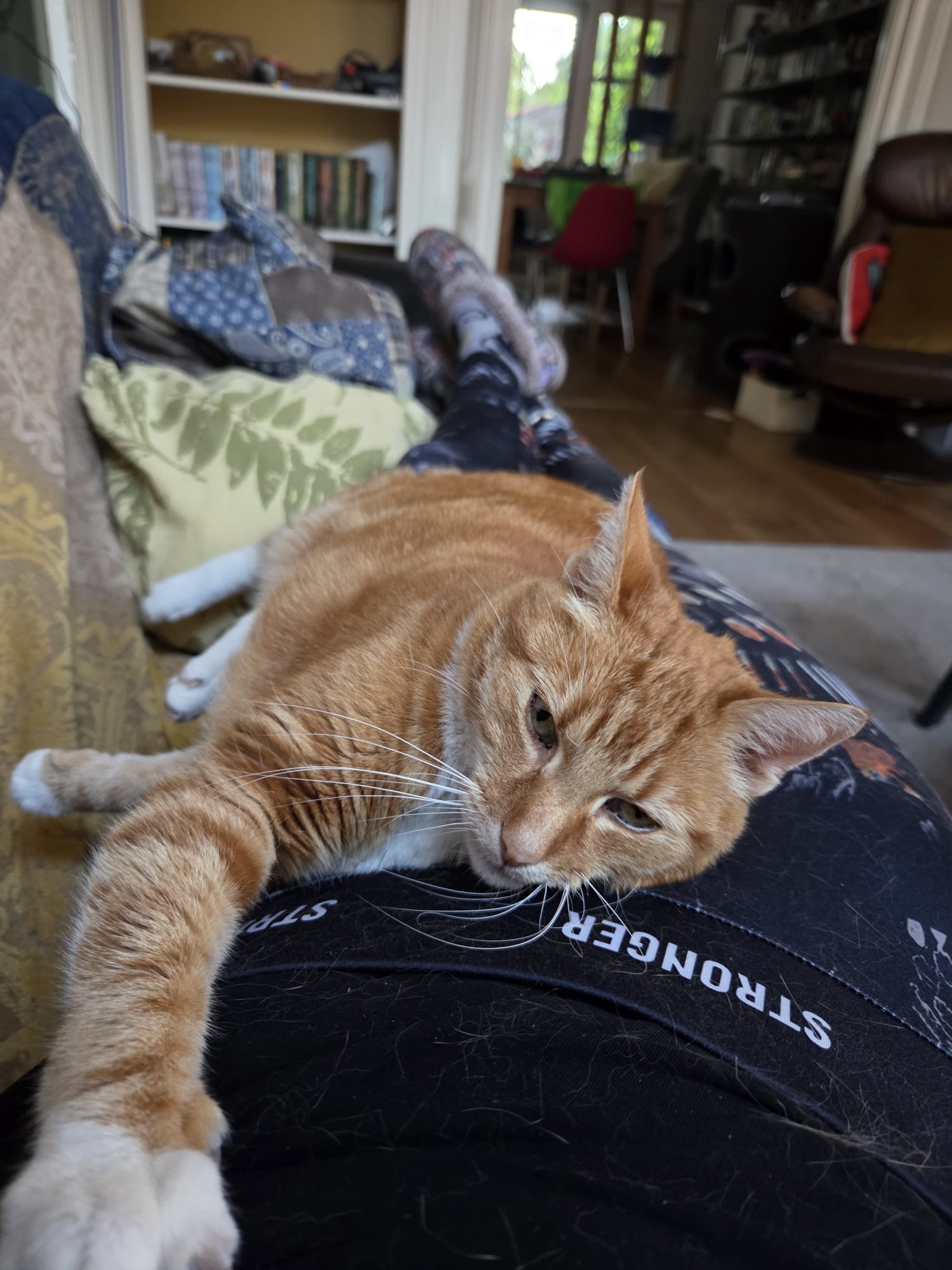 Pip ligt ontspannen bij Marieke