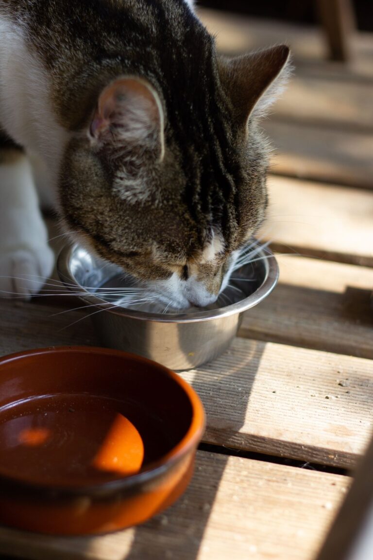 Rood-witte kat zit rustig in een reismand