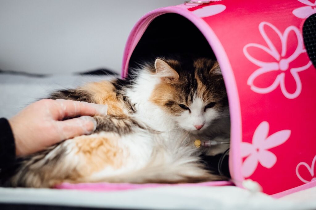 Kat rust in een reismand terwijl een hand haar rustig aanraakt