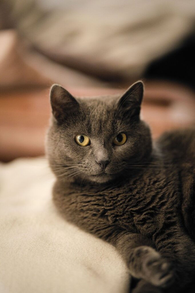 An adult grey cat in a relaxed position