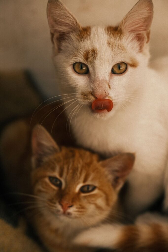Een volwassen kat samen met een kitten