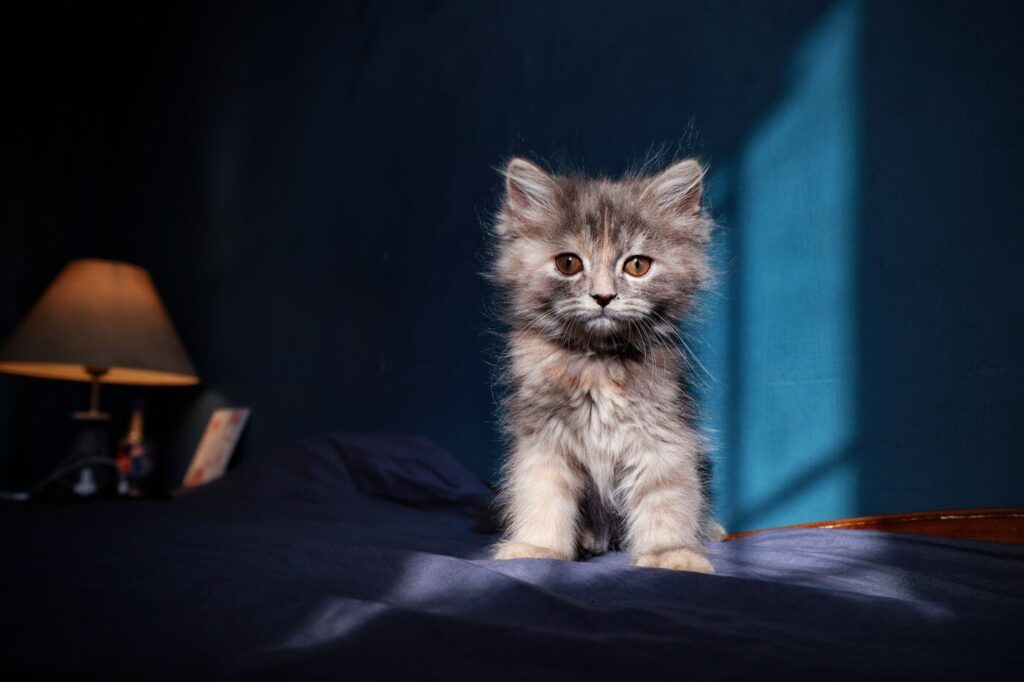 A young kitten in a calm home environment