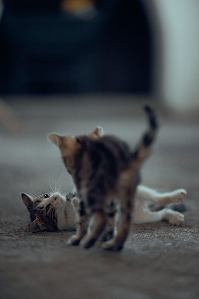 Twee kittens spelen samen