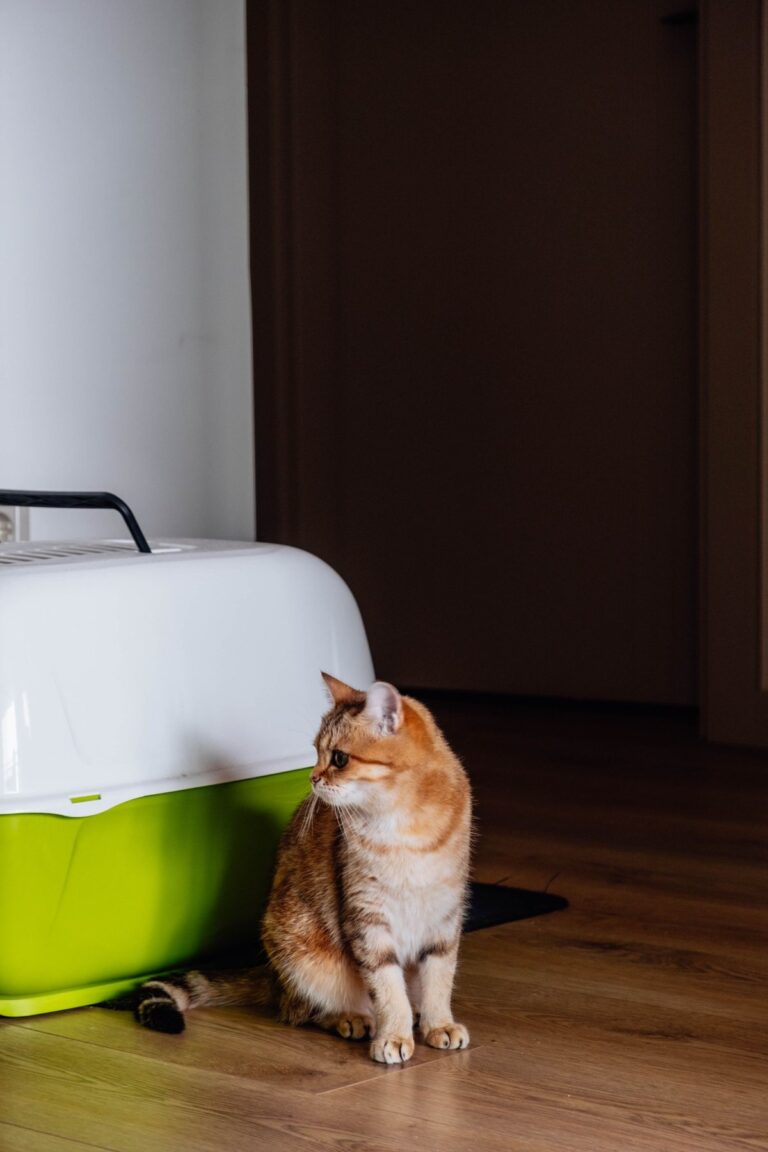 Roodbruine kat zit naast een grote kattenbak