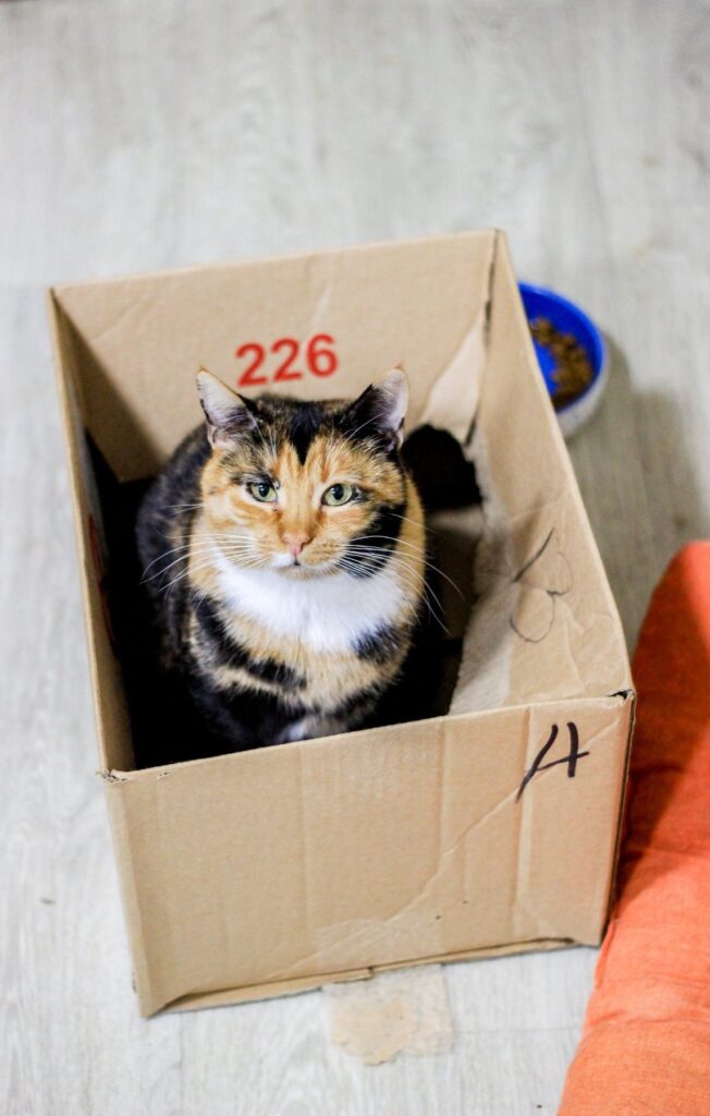Kat zit in een kartonnen doos als beschutte rustplek