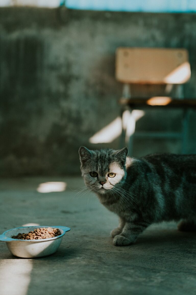 Grijze kat zit naast een bak met kattenvoer