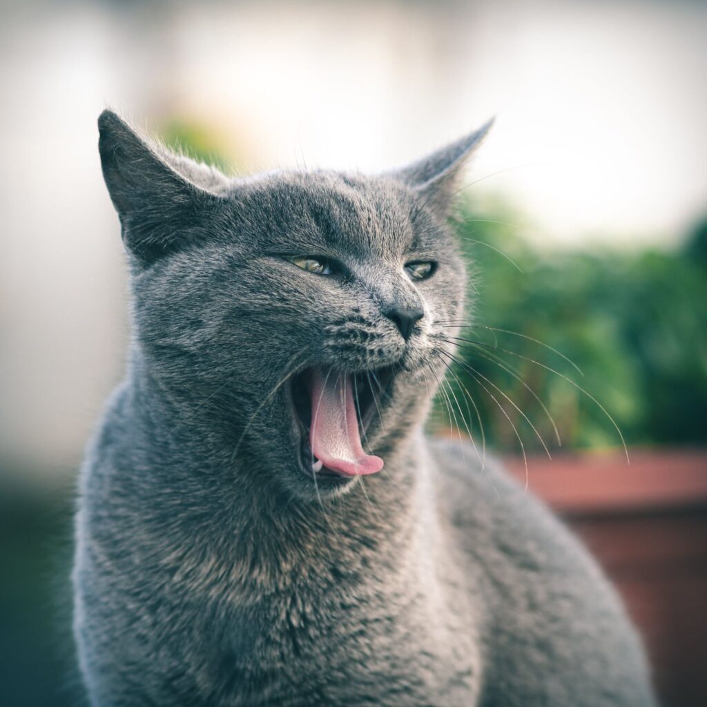 Grijze kat met open bek; een losse foto maakt geen onderscheid tussen gapen, hoesten en braken